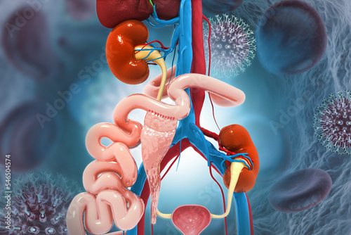 Kidney transplantation on medical background. 3d illustration photo