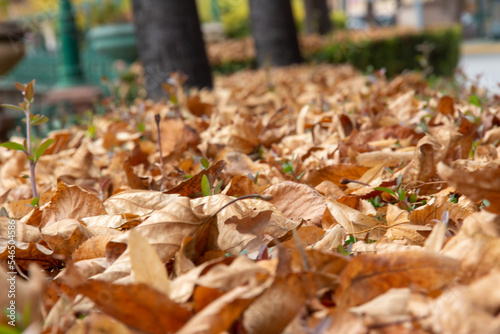 Orange dry autumn leaves background. Colorful backround and city , image of fallen autumn leaves perfect for seasonal use. 