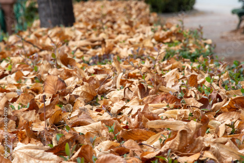 Orange dry autumn leaves background. Colorful backround and city , image of fallen autumn leaves perfect for seasonal use. 