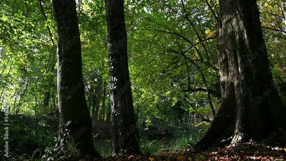 Tree in the forest. Reflection on trees. Real time. Tranquil scene. Tree in the forest. Reflection on trees. Real time. Tranquil scene.