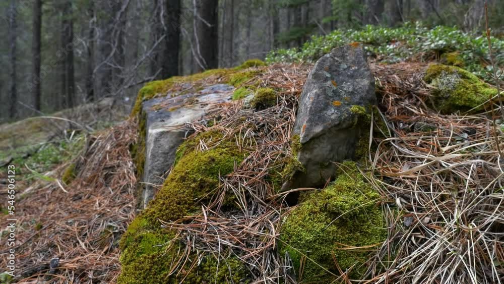 Rock is covered with moss and leaves in the forest Rock is covered with moss and leaves in the forest