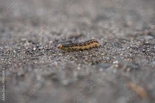Macro shot of a tiny tree caterpillar crawling on the ground on an isolated background photo