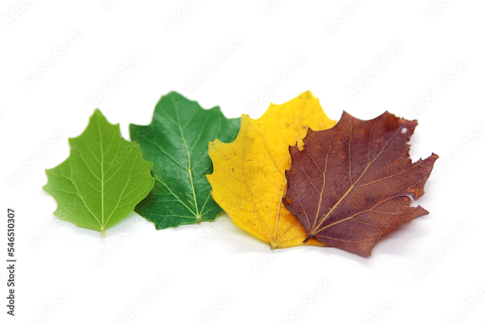 Four season leaves in different color, ages of tree leaves. Top view isolated object on white background. Four season leaves in different color, ages of tree leaves. Top view isolated object on white background.