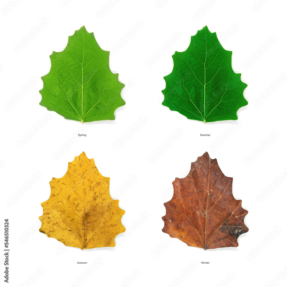 Four season leaves in different color, ages of tree leaves. Top view isolated object on white background. Four season leaves in different color, ages of tree leaves. Top view isolated object on white background.