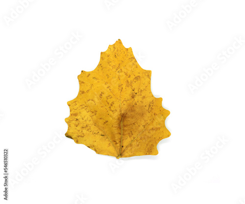 Autumn season tree leaf. Top view isolated object on white background. 