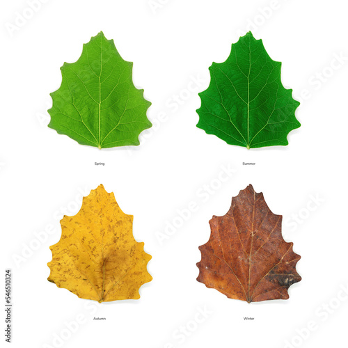 Four season leaves in different color, ages of tree leaves. Top view isolated object on white background. 