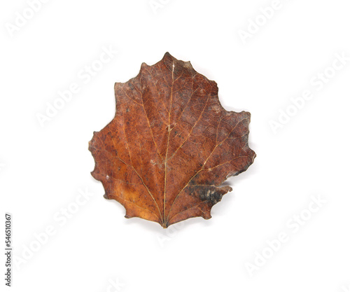 Winter season tree leaf. Top view isolated object on white background. 