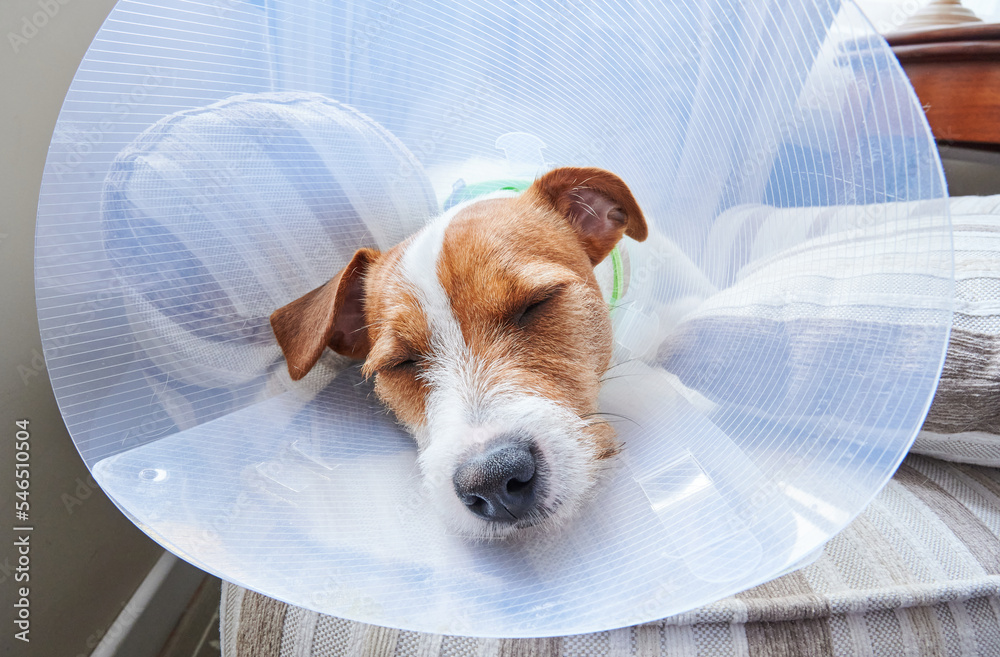 Puppy dog with an Elizabethan collar sleeps in an armchair at home