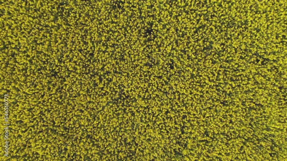 Top view aerial shot of blooming canola rapeseed field in spring. Drone pov shot of yellow Brassica Rapa flowering plants in cultivated field. Top view aerial shot of blooming canola rapeseed field in spring. Drone pov shot of yellow Brassica Rapa flowering plants in cultivated field.