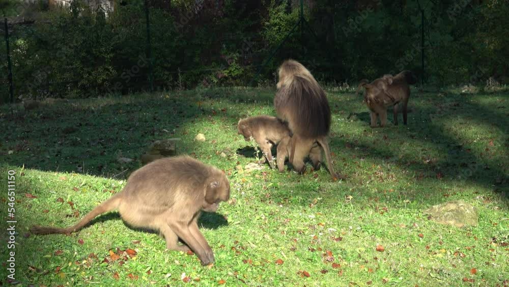 Gelada Baboon (Theropithecus gelada), copulating baboons Gelada Baboon (Theropithecus gelada), copulating baboons