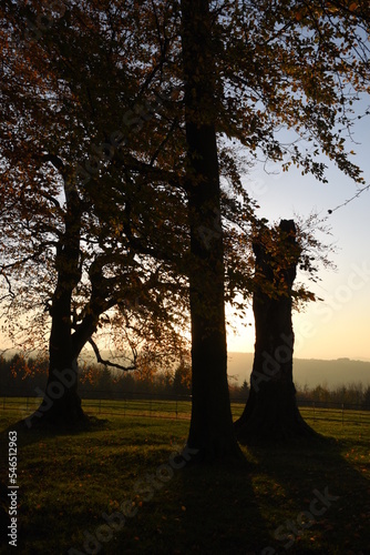 a group of autumn trees casing shadows during sunset