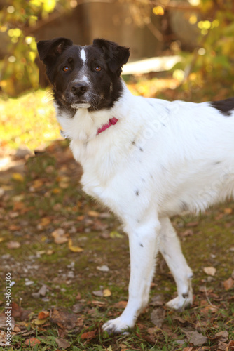 black and white dog full body photo on green grass background