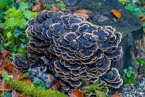 champignons Polypore versicolore en gros plan dans une forêt photo