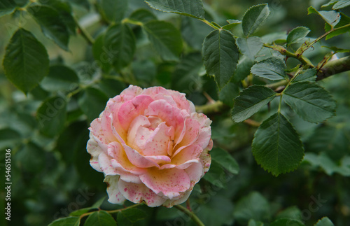 beautiful flowers in the summer