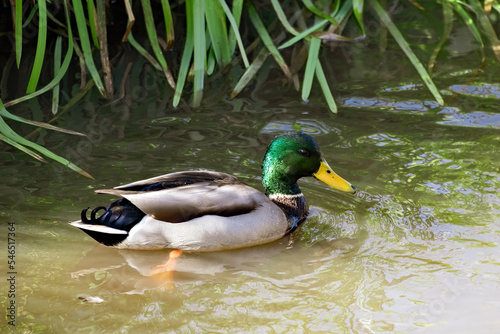 a male mallard, anas platyrhynchos, is swimming in a pond at a autumn day