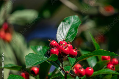 Beautiful red berries against the background of green leaves.