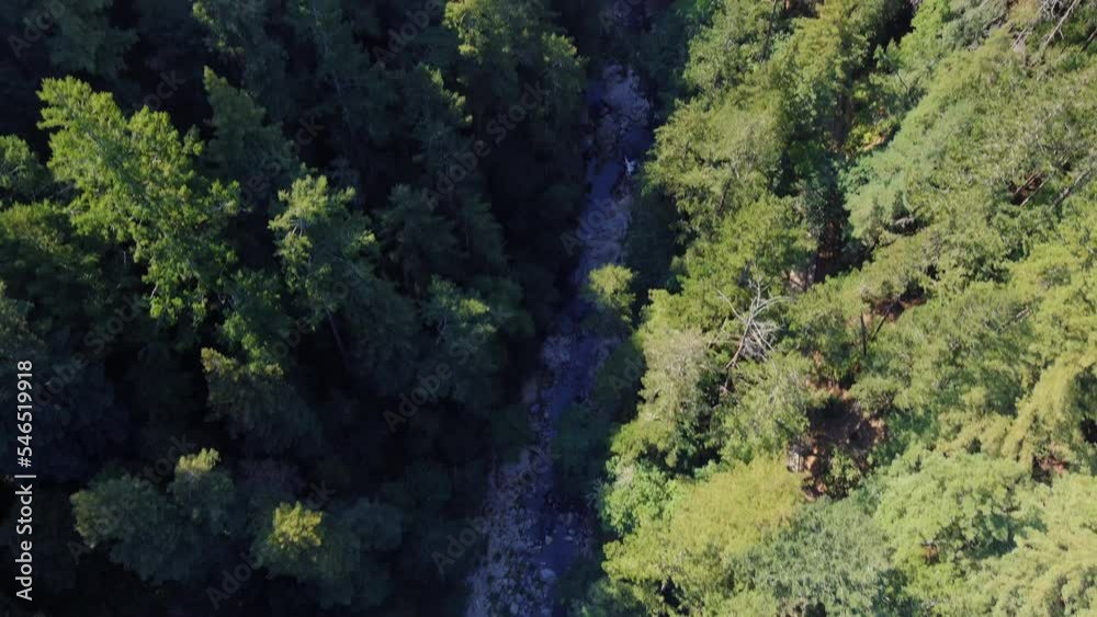 Aerial View Of San Lorenzo River Between Giant Sequoioideae Trees Of Henry Cowell Redwoods State Park In California, Felton, United States. Drone Shot Aerial View Of San Lorenzo River Between Giant Sequoioideae Trees Of Henry Cowell Redwoods State Park In California, Felton, United States. Drone Shot