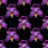 Iris flower purple seamless pattern