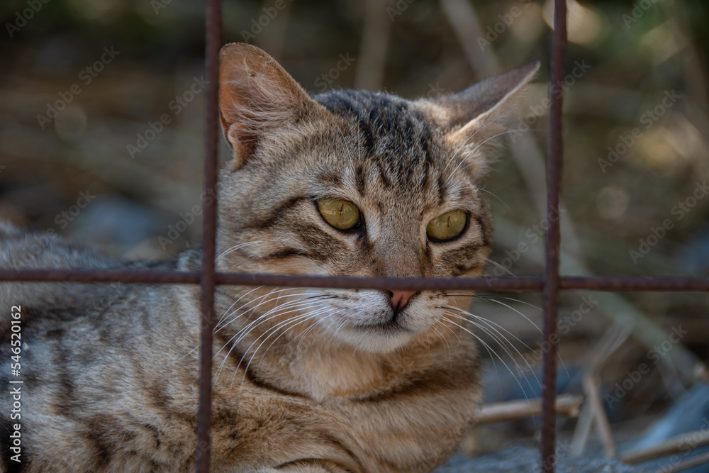 Obraz premium A cat locked in a cage