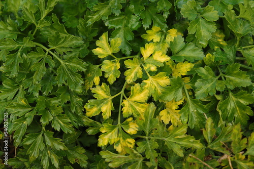 Background of green leaf parsley leaves in soft focus in background