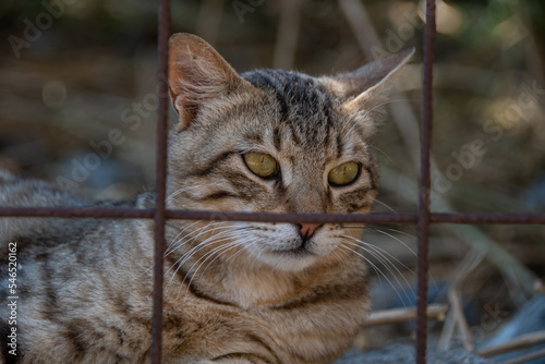 A cat locked in a cage