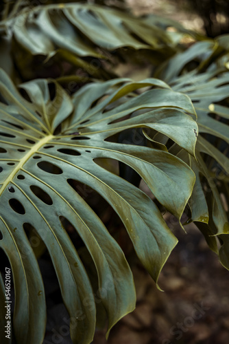 close up of a tropical fish