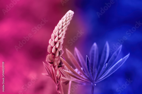Two colored background. Close up of a flower.