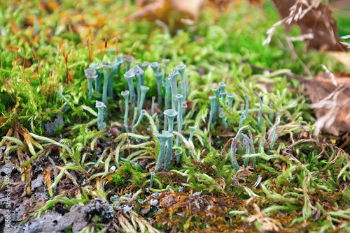 Green moss