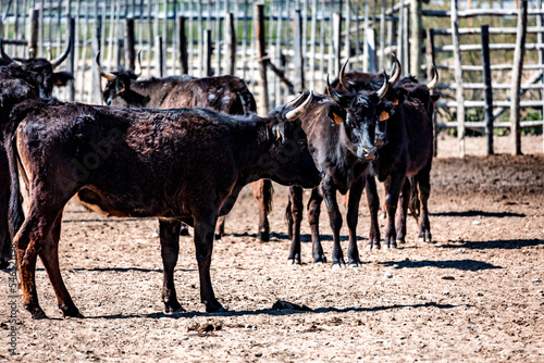 Taureaux noirs de Camargue dans une manade photo