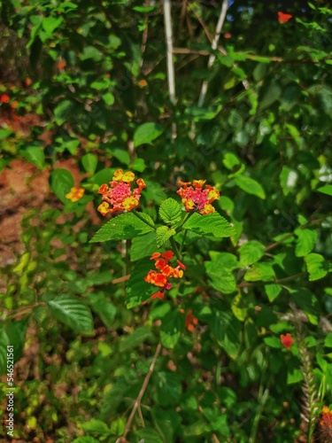 Closeup vertical stot of red flowers surrounded by green leaves photo