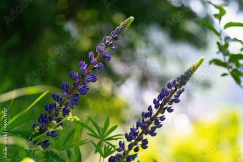 Wild lupine flowers