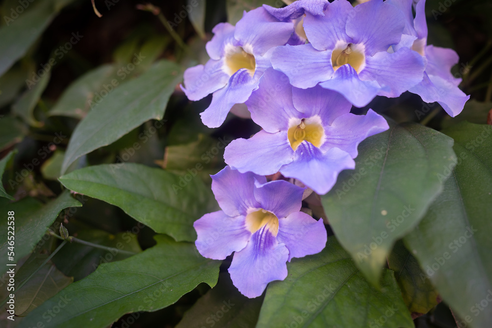 Mauve blue flowers closeup of bengal trumpet or Thunbergia grandiflora Mauve blue flowers closeup of bengal trumpet or Thunbergia grandiflora