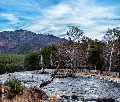 A tree on the shore of a mountain river.