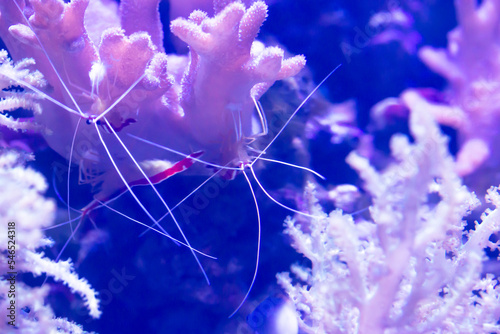 Skunk Cleaner Shrimp Lysmata Amboinensis, aka Scarlet cleaner Shrimp, Northern Cleaner Shrimp photo