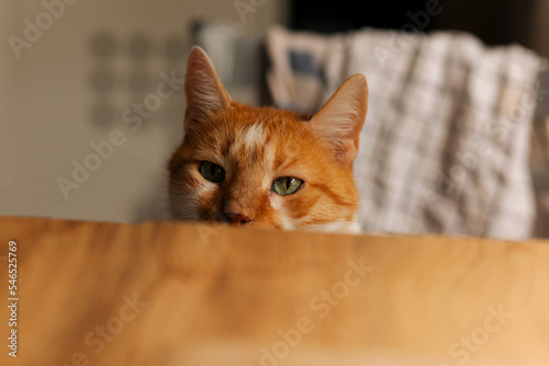 Canvas Print Orange and white tabby cat with green eyes peeking at the empty kitchen table