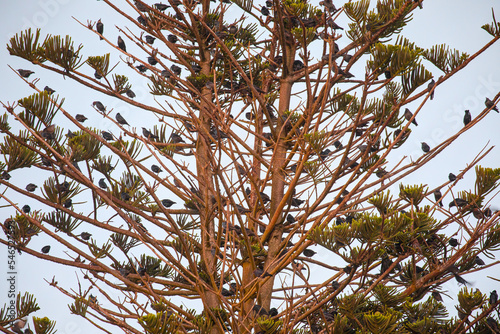 Flock of starlings perched on the branches of a tree photo