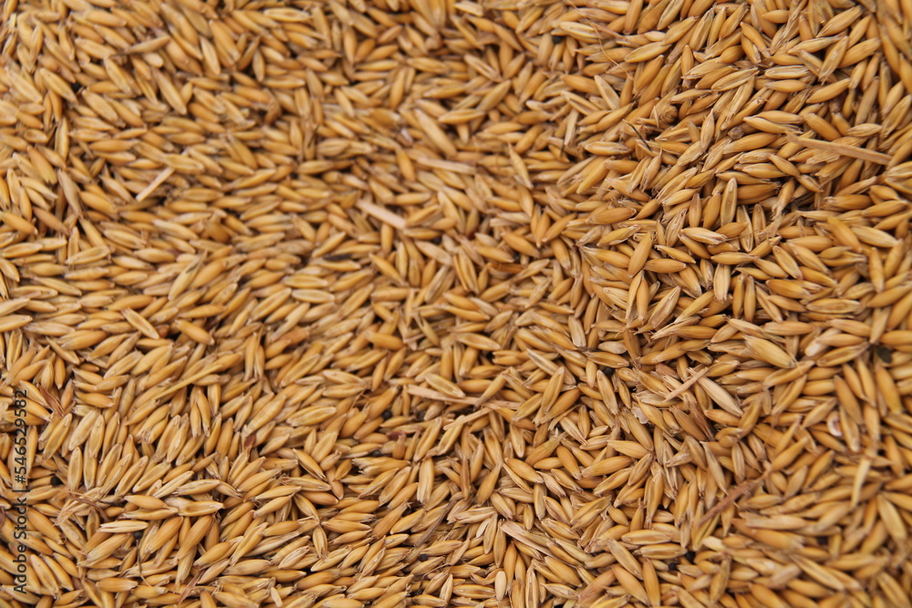 A Background Image of Recently Harvested Oat Seeds. A Background Image of Recently Harvested Oat Seeds.