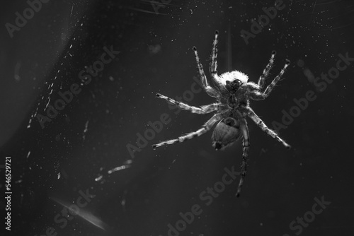 A spider walking on glass