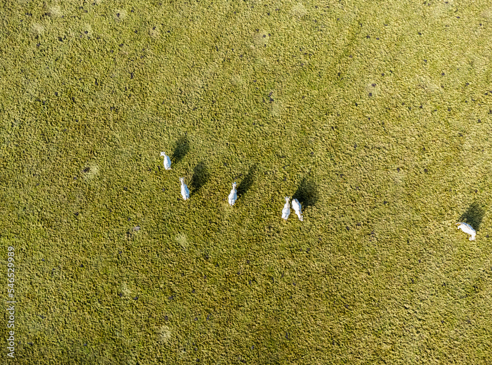 A high-altitude aerial view of white cows grazing in a meadow in a small village outside the city.
