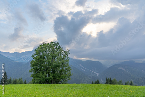 A lonely tree on the top of alps in grass in front of a clouded sky, Sauris, Italy