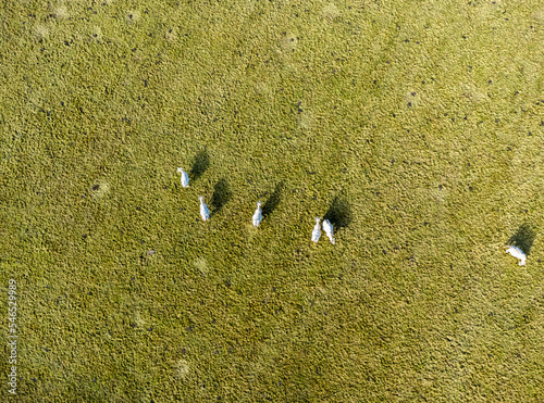 A high-altitude aerial view of white cows grazing in a meadow in a small village outside the city.