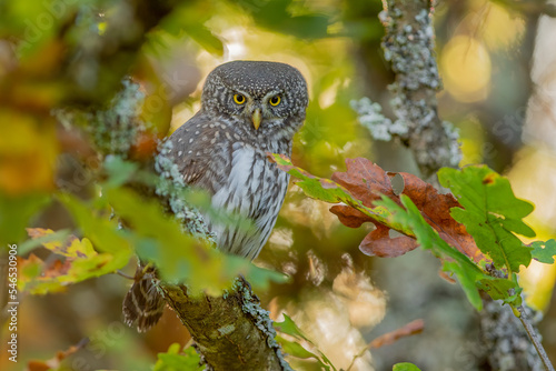 Sóweczka- Pygmy owl (Little owl) Glaucidium passerinum owl photo