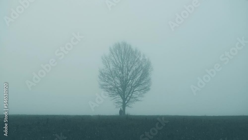 Man walking to lonely tree in heavy fog. Mist covered field.