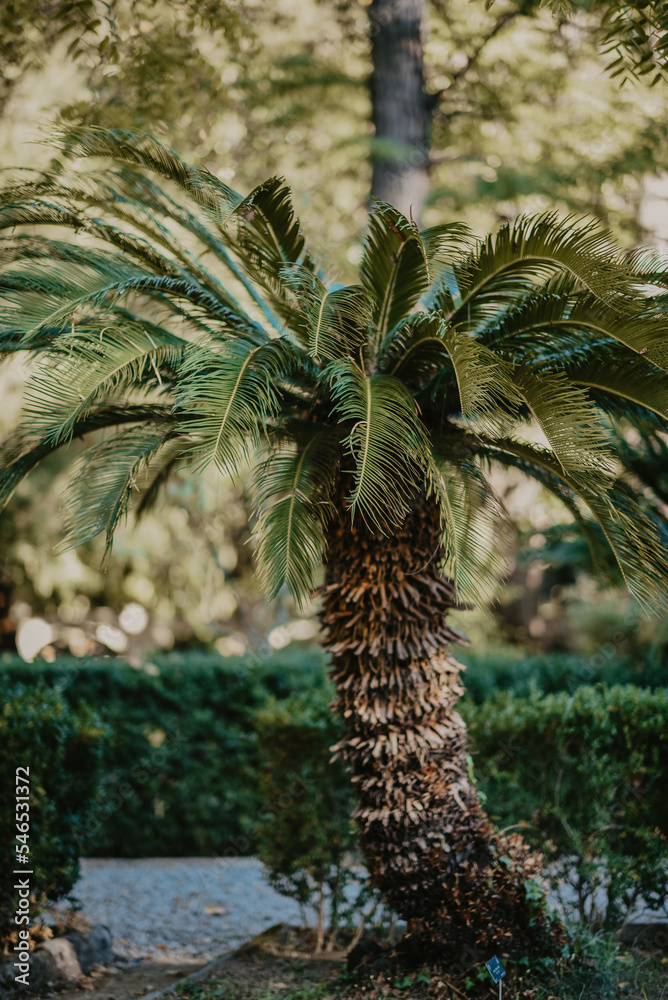 Fototapeta premium Uroki włoskiego miasta Piza w Toskanii.