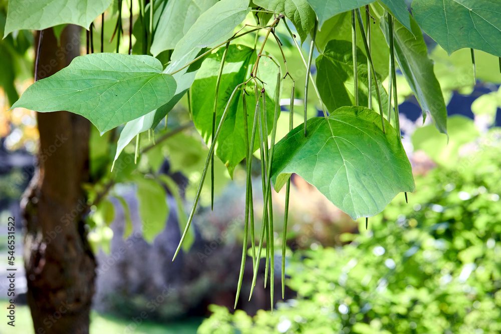 Catalpa bignonioides or southern catalpa, cigar tree, and Indian-bean ...