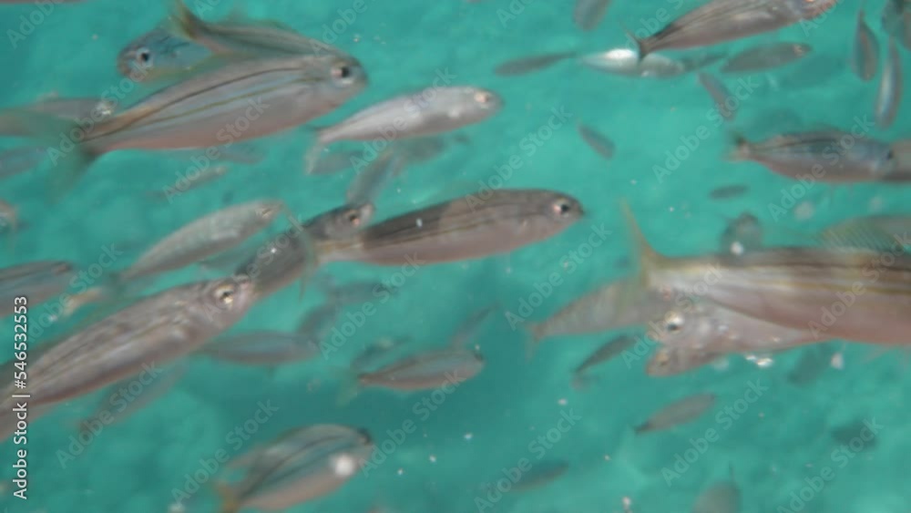 A flock of small sea fish, swimming near the camera in search of food, close-up. A flock of small sea fish, swimming near the camera in search of food, close-up.