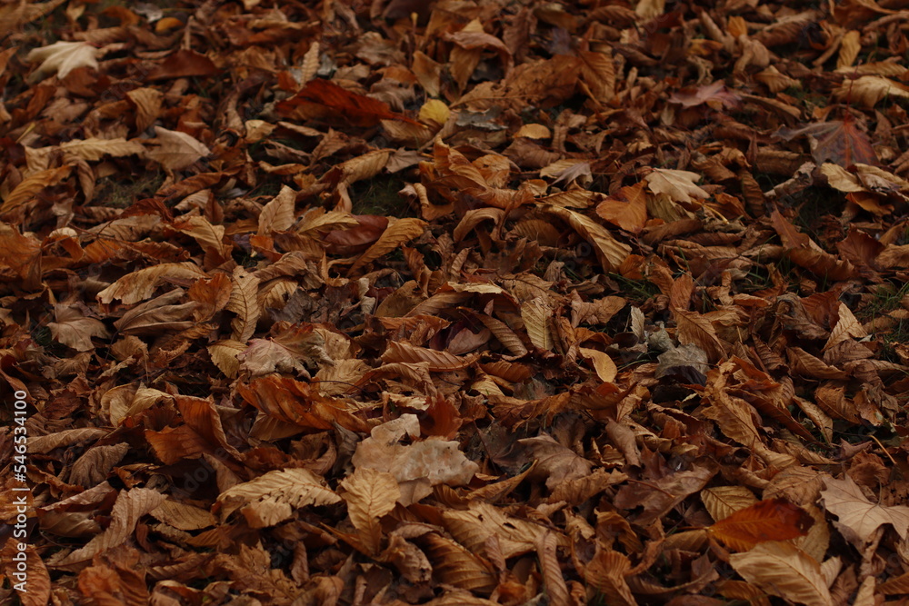Autumn leaves on the ground Autumn leaves on the ground