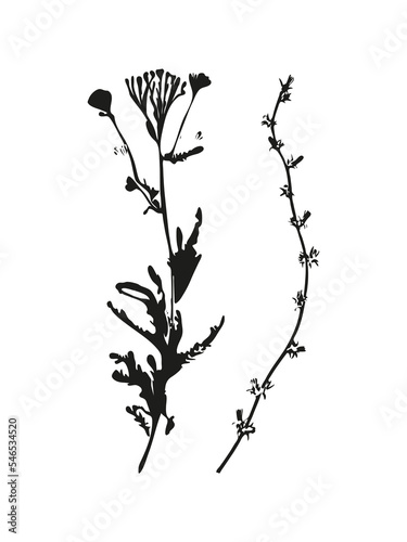 Botanical illustration. Vector silhouette of a plant  branch  twig  grass  herb or flower. Isolated black drawing on white background.