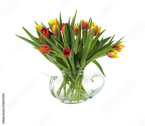 red and yellow tulips on transparent background #546535130