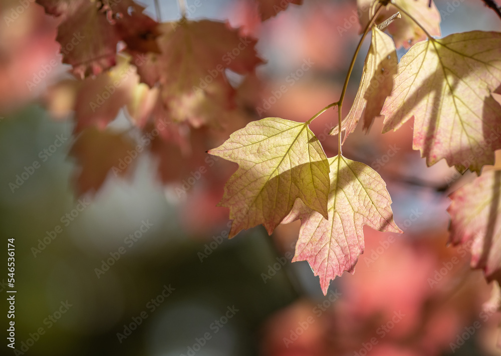 Obraz premium Autumn leaf in the forest